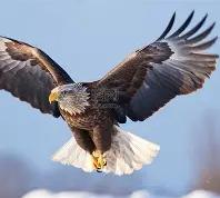 开云下载-老鹰队遭逆转，惨败再战印第安纳步行者队